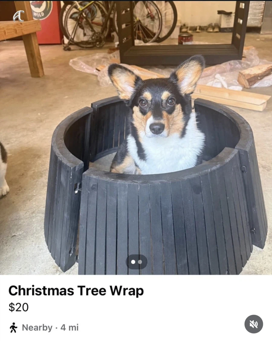 강아지 키우는 사람이 중고판매 사진 올릴때 특징_4.webp