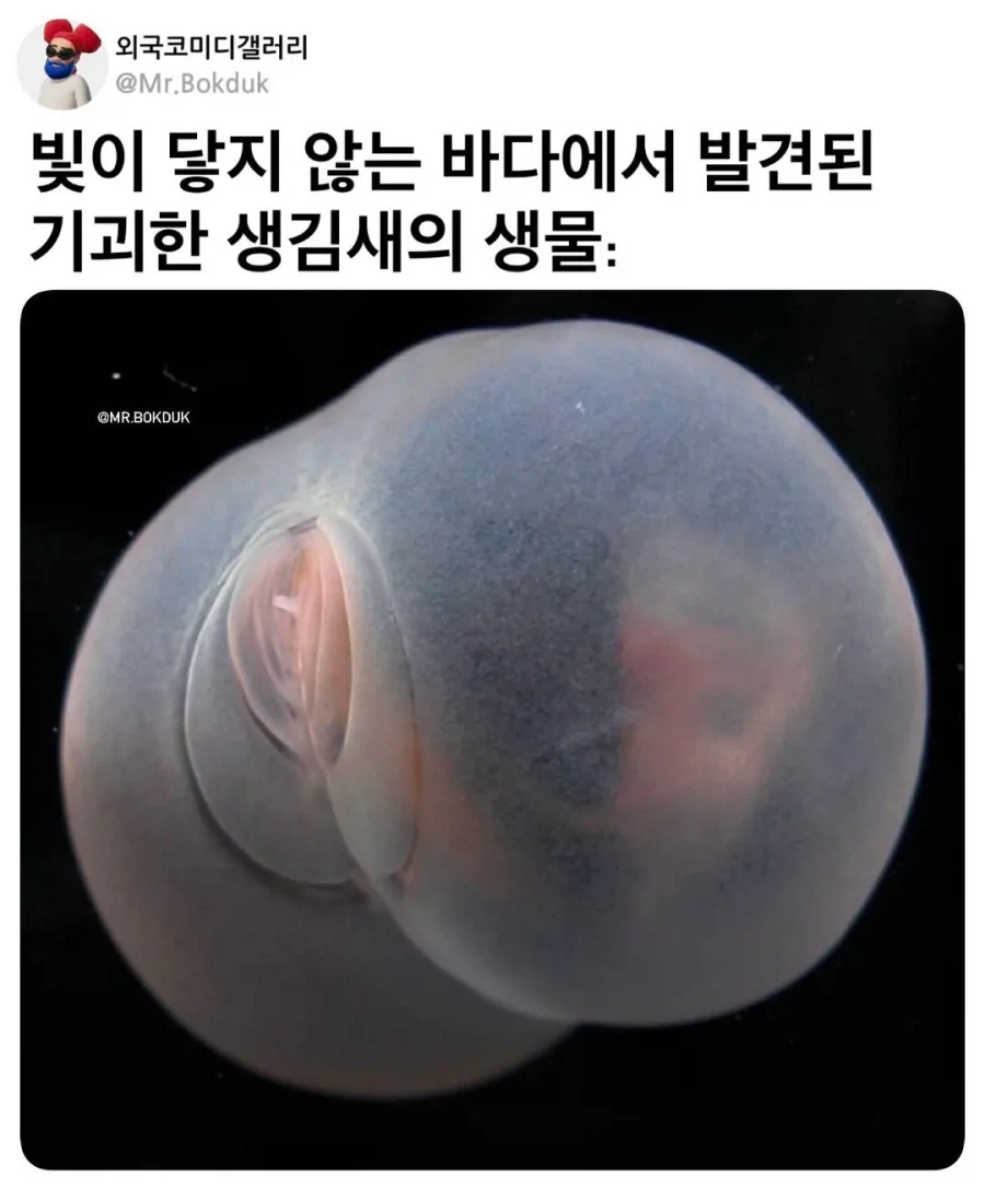 빛이 닿지 않는 바다에서 발견된 기괴한생물_1.webp