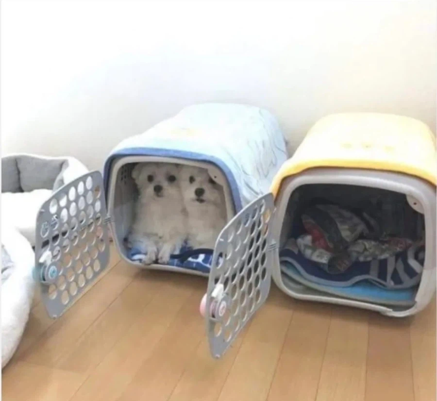 싸우지 말라고 댕댕이들에게 2개 사줬다!_1.webp