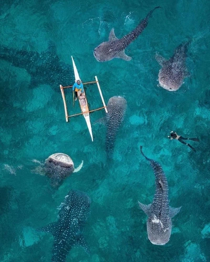 고래상어가 겉으로는 온순하지만 조심해야 하는 이유_1.webp