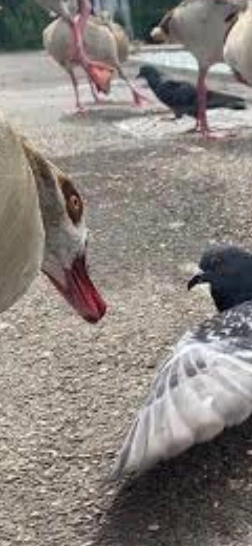 남의 구역에 들어간 비둘기의 최후_2.webp