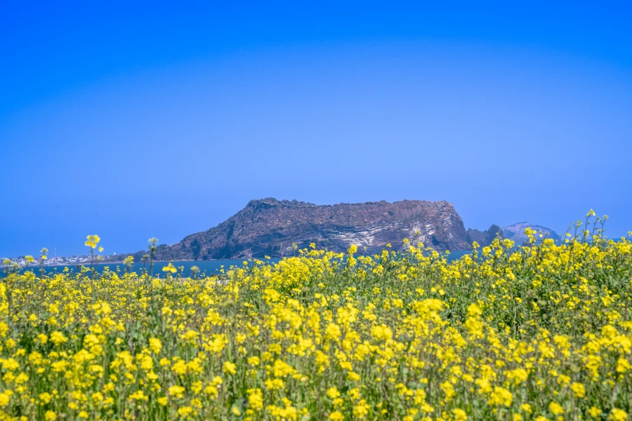 튀김집 아저씨들의 제주도 여행 사진 정리.._6.webp