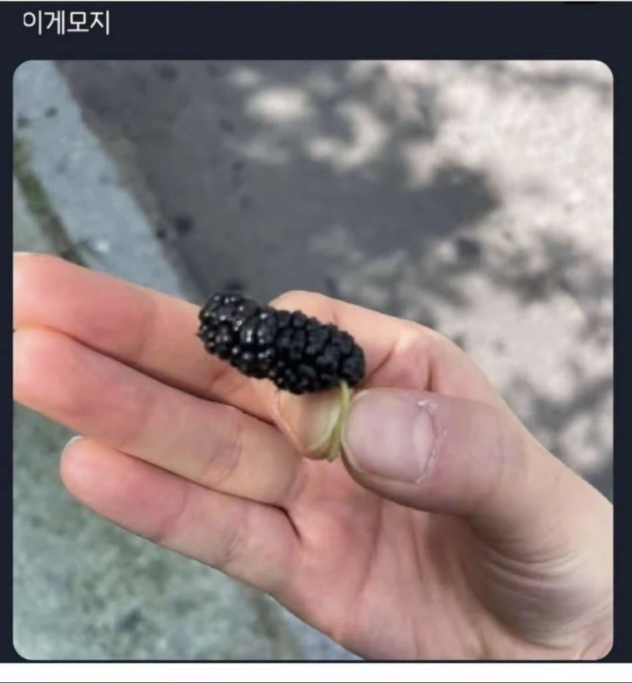 이 열매 이름이 뭐지?_1.webp