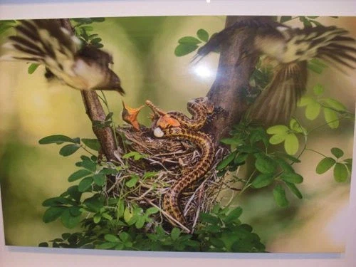 새다리에 본드 붙이고 새끼있는 둥지에 살모사 올린 사진작가.jpg_1.webp