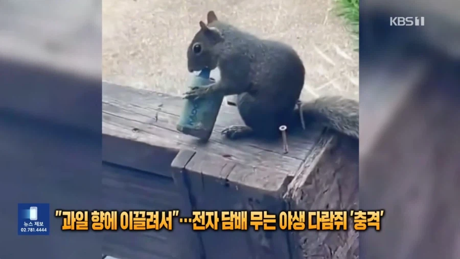 전담피는 다람쥐_2.webp