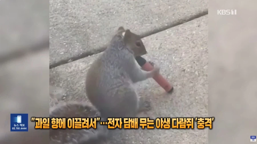 전담피는 다람쥐_3.webp