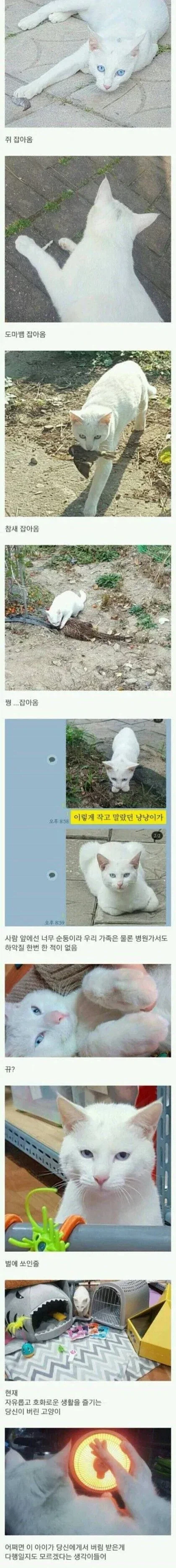 시골에 버려진 고양이 주워옴.jpg_2.webp