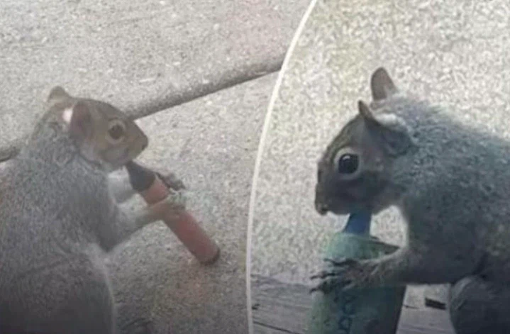 전자기기 사용할 줄 아는 동물_1.webp