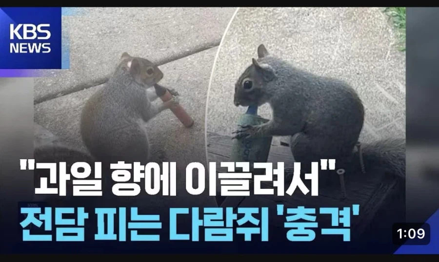 전자기기 사용할 줄 아는 동물_2.webp