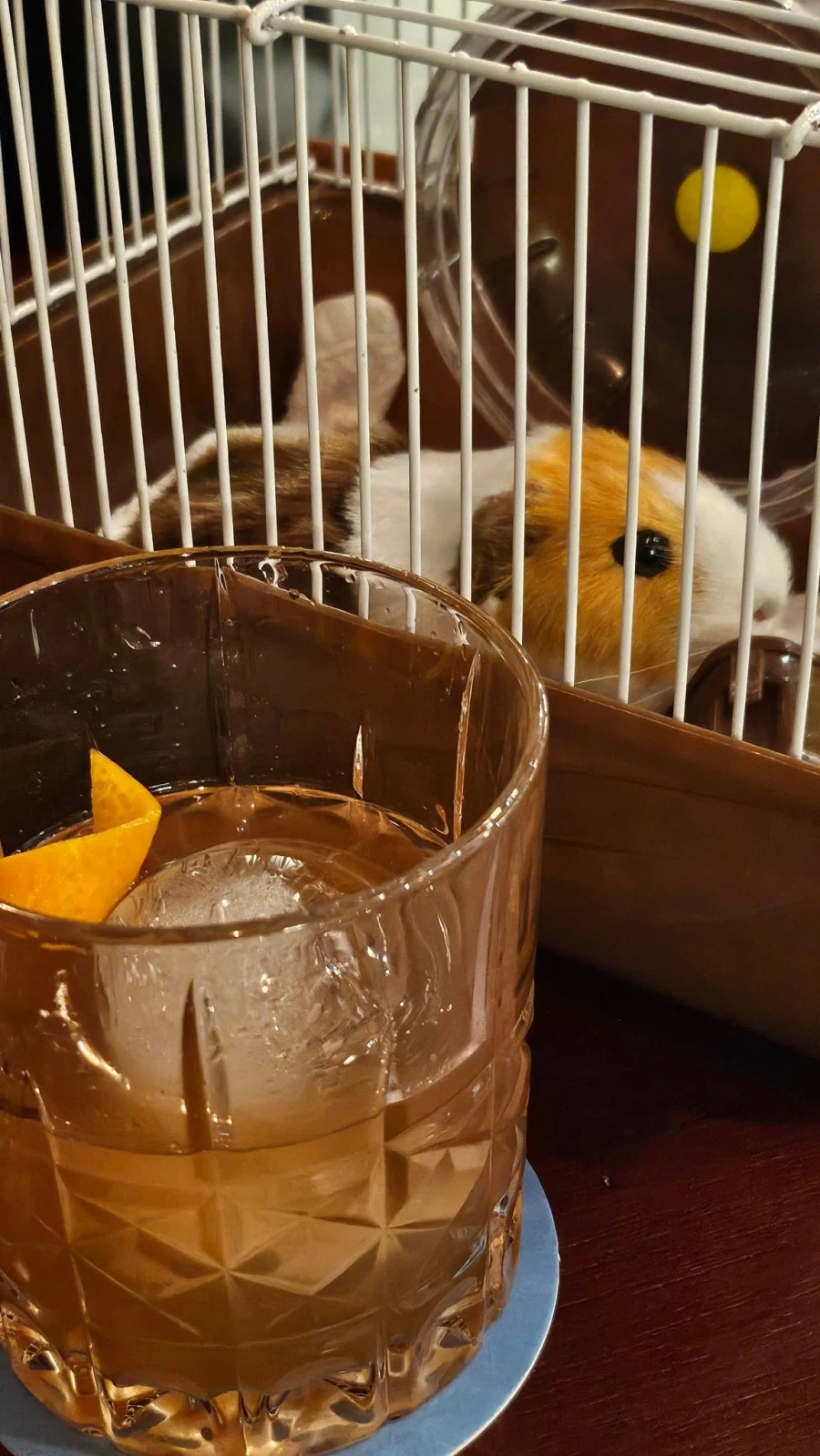 칵테일 이름이 기니피그 관람료.jpg_3.webp