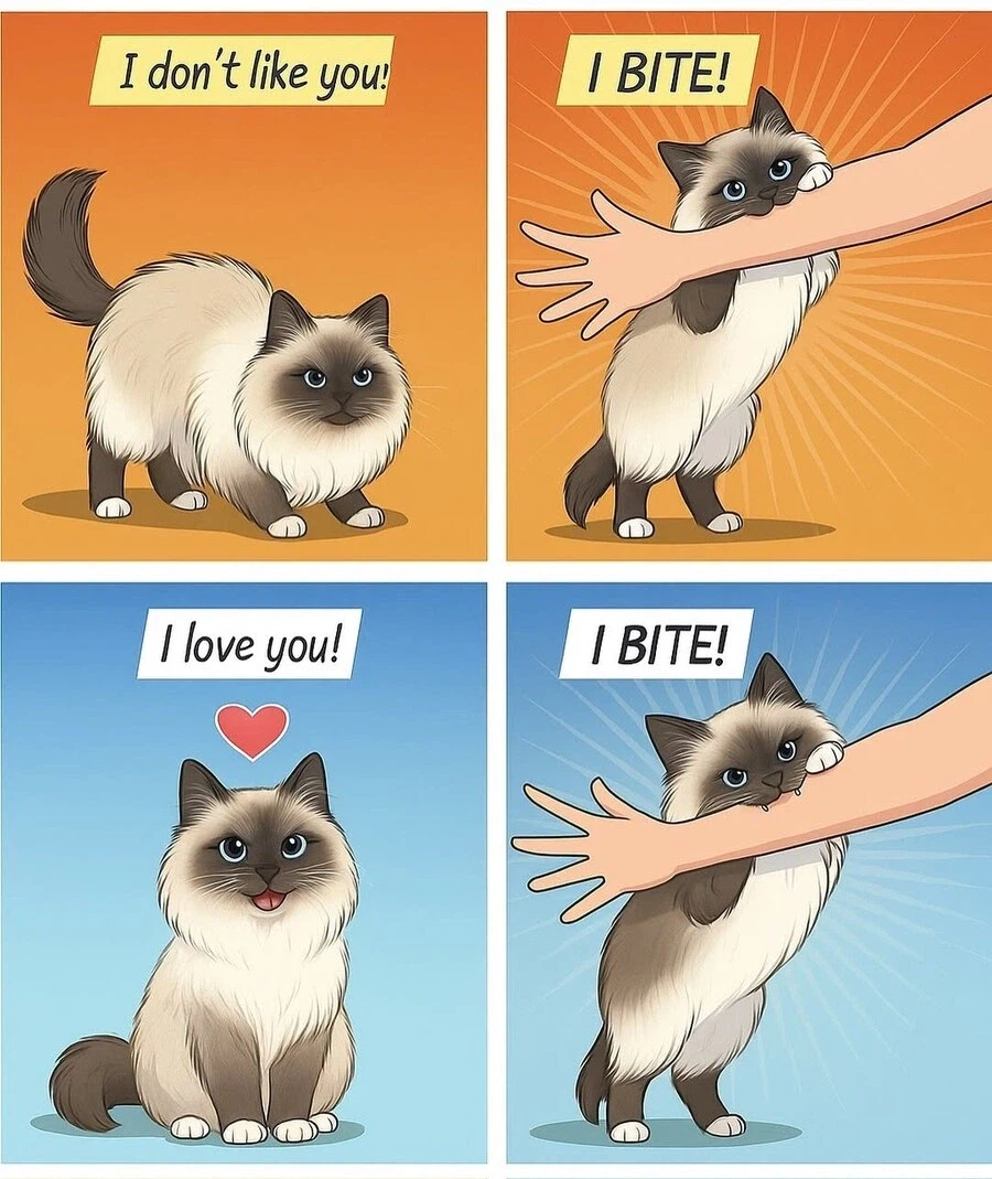 고양이가 무는 이유_1.webp