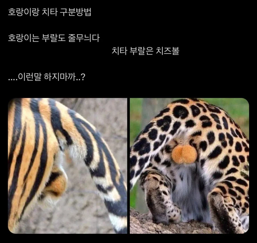 호랑이와 치타의 엄청 큰 차이점.jpg_1.webp