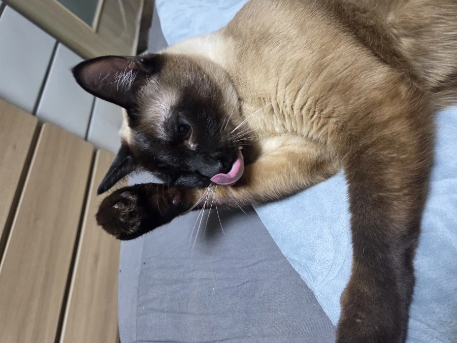 샴고양이가 쪽쪽 빠는 사진 올려본다!!!_4.webp