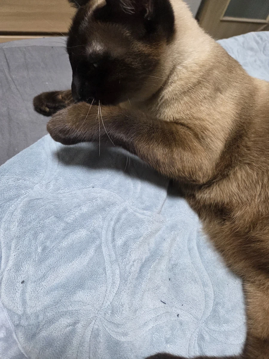 샴고양이가 쪽쪽 빠는 사진 올려본다!!!_6.webp