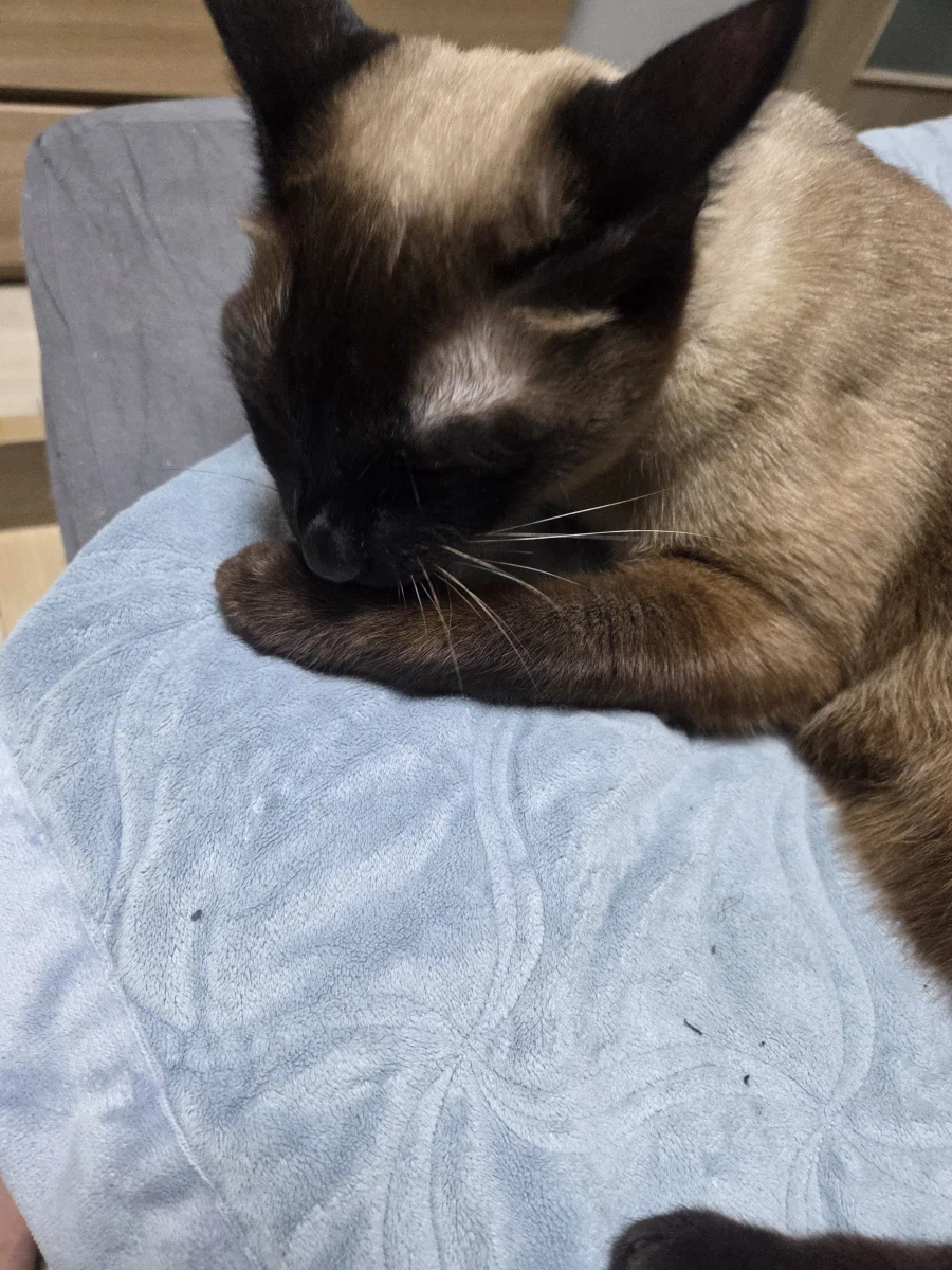 샴고양이가 쪽쪽 빠는 사진 올려본다!!!_7.webp