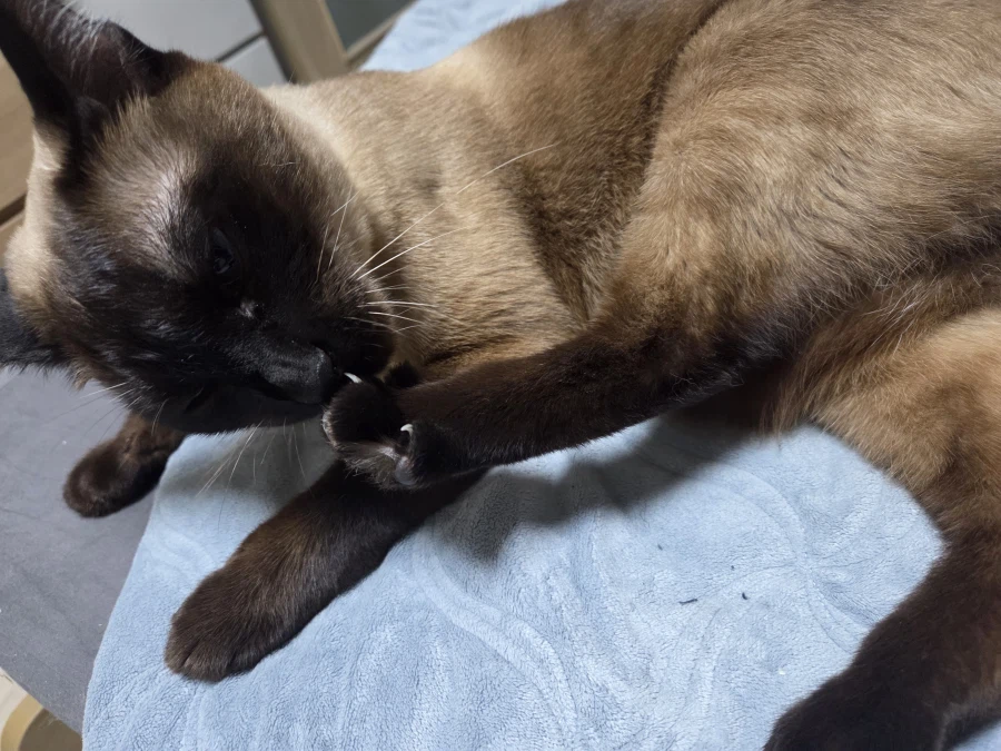 샴고양이가 쪽쪽 빠는 사진 올려본다!!!_9.webp