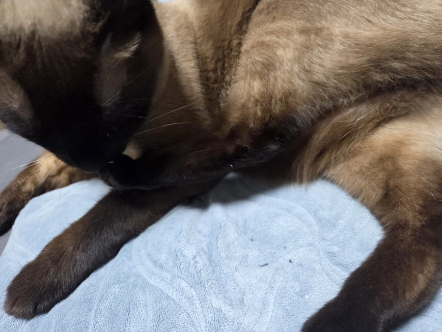 샴고양이가 쪽쪽 빠는 사진 올려본다!!!_10.webp