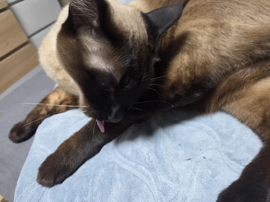 샴고양이가 쪽쪽 빠는 사진 올려본다!!!_11.webp