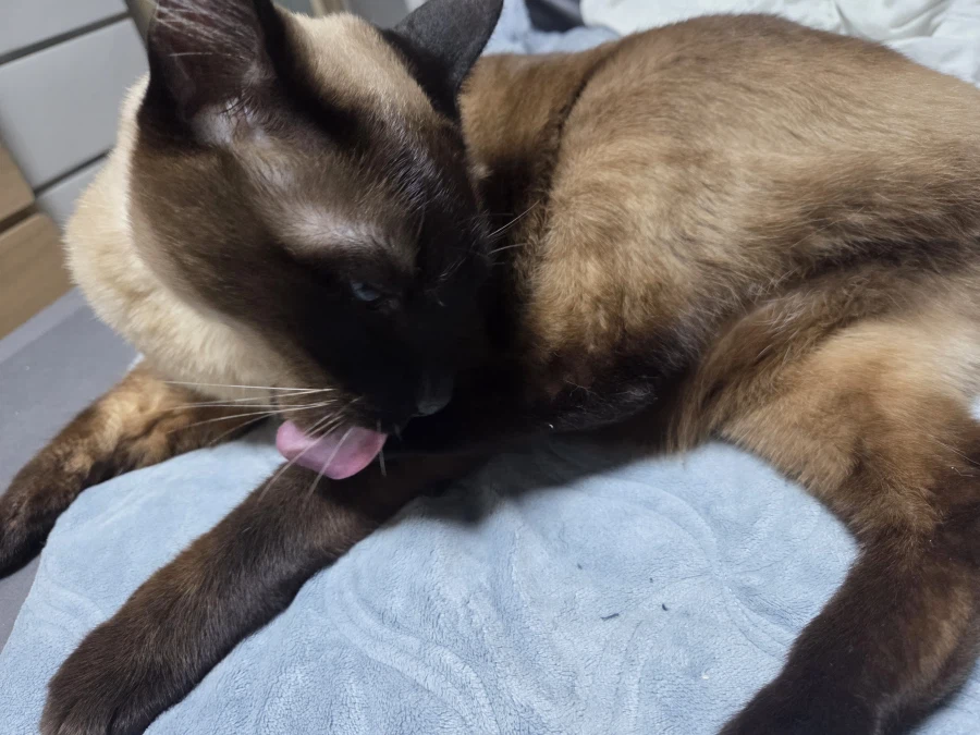 샴고양이가 쪽쪽 빠는 사진 올려본다!!!_12.webp