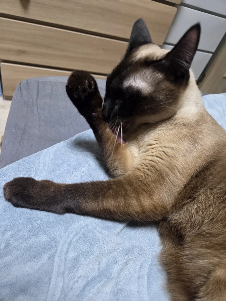 샴고양이가 쪽쪽 빠는 사진 올려본다!!!_14.webp