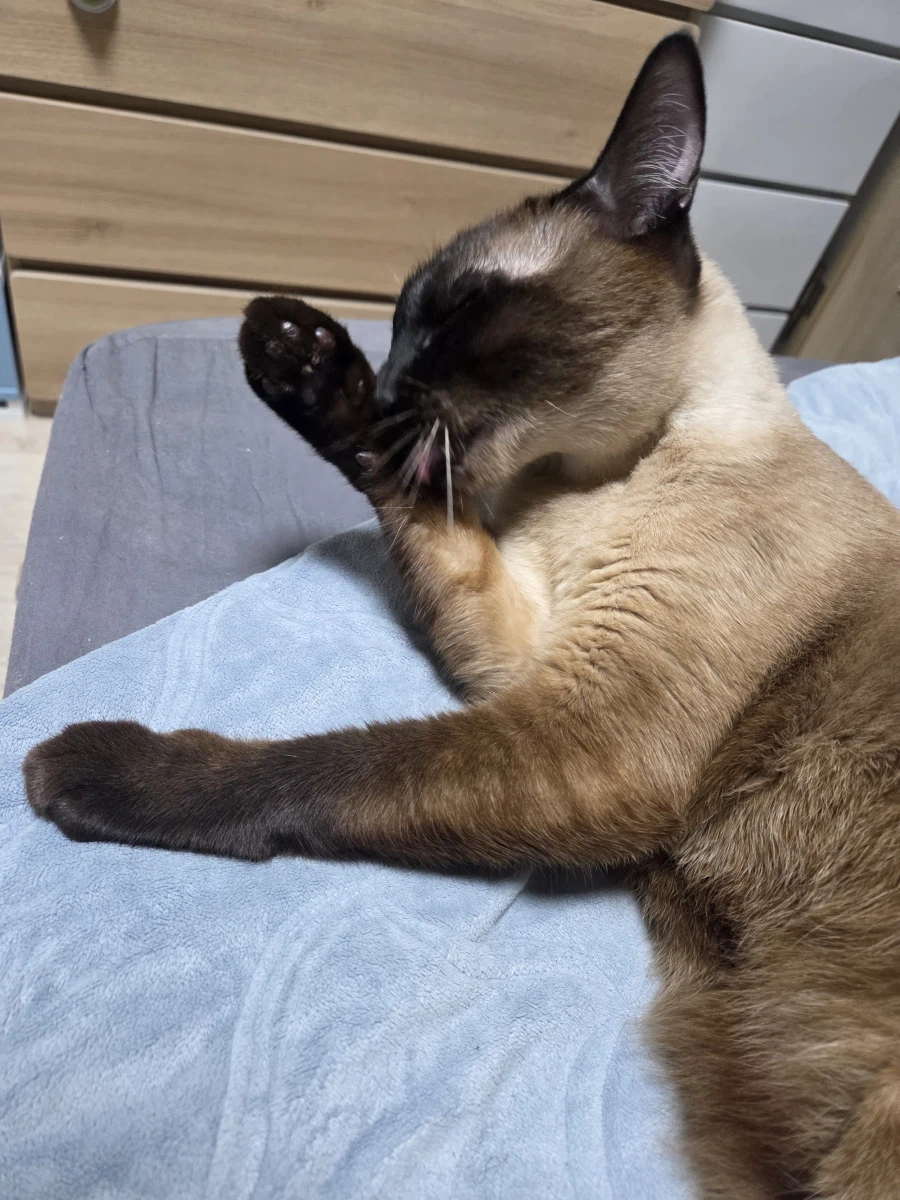 샴고양이가 쪽쪽 빠는 사진 올려본다!!!_15.webp