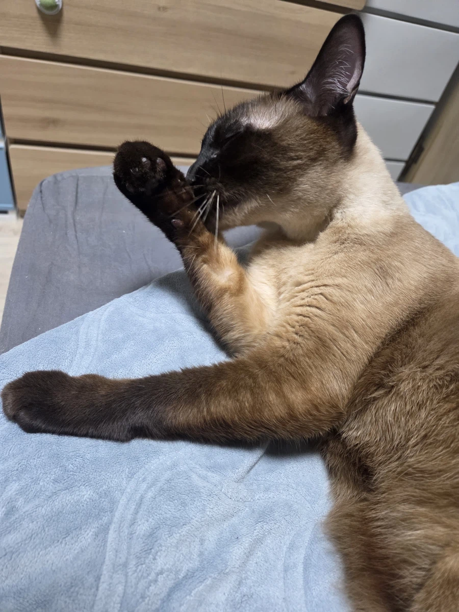 샴고양이가 쪽쪽 빠는 사진 올려본다!!!_16.webp