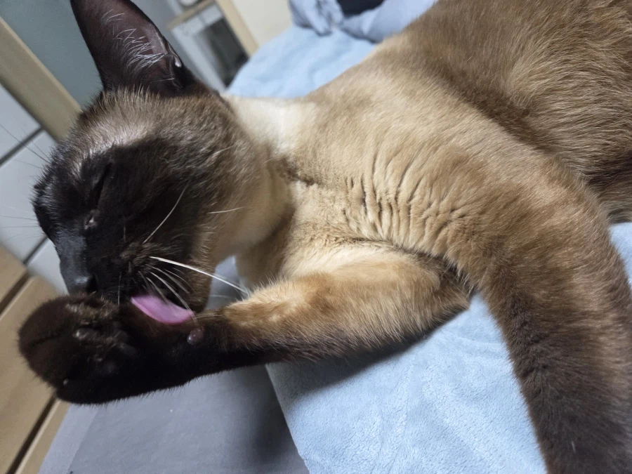 샴고양이가 쪽쪽 빠는 사진 올려본다!!!_18.webp