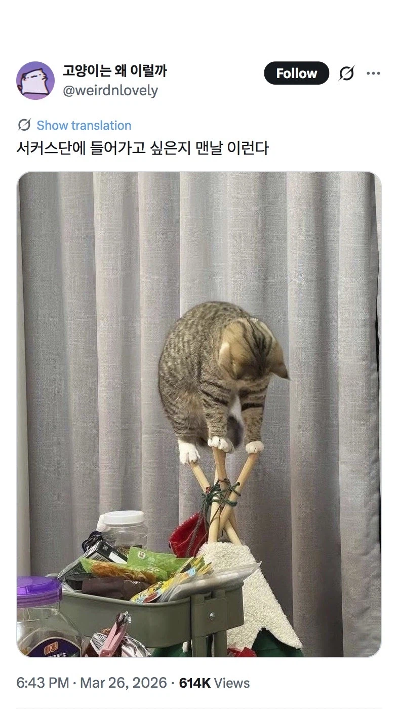 서커스단에 들어가고 싶은지 맨날 이런다_1.webp