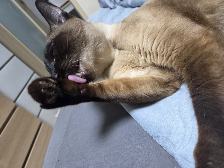 여기 고양이 혓바닥 보고 싶은 사람 있음?_1.webp