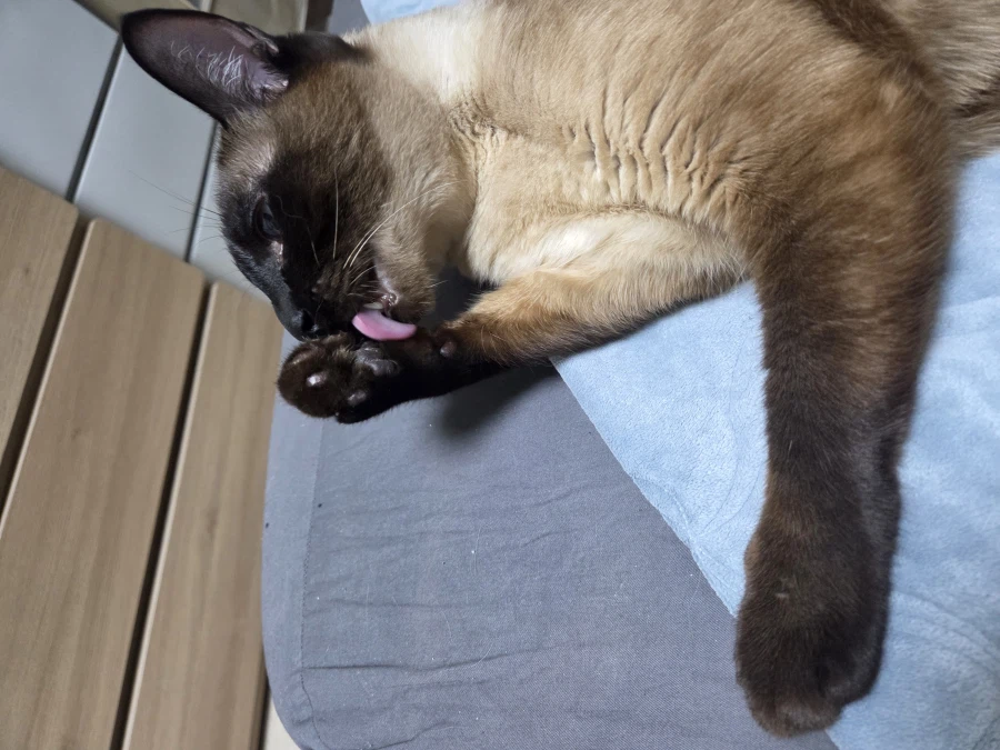 여기 고양이 혓바닥 보고 싶은 사람 있음?_4.webp