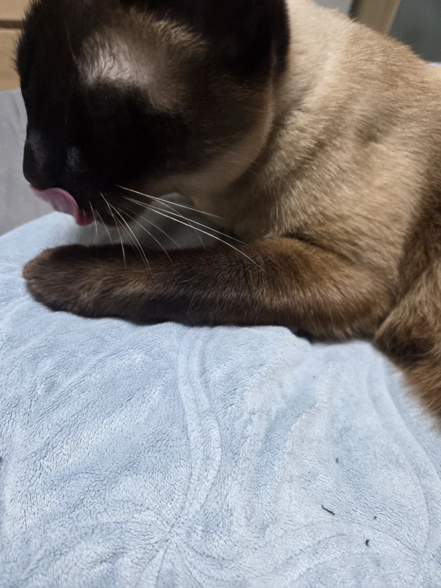 여기 고양이 혓바닥 보고 싶은 사람 있음?_5.webp