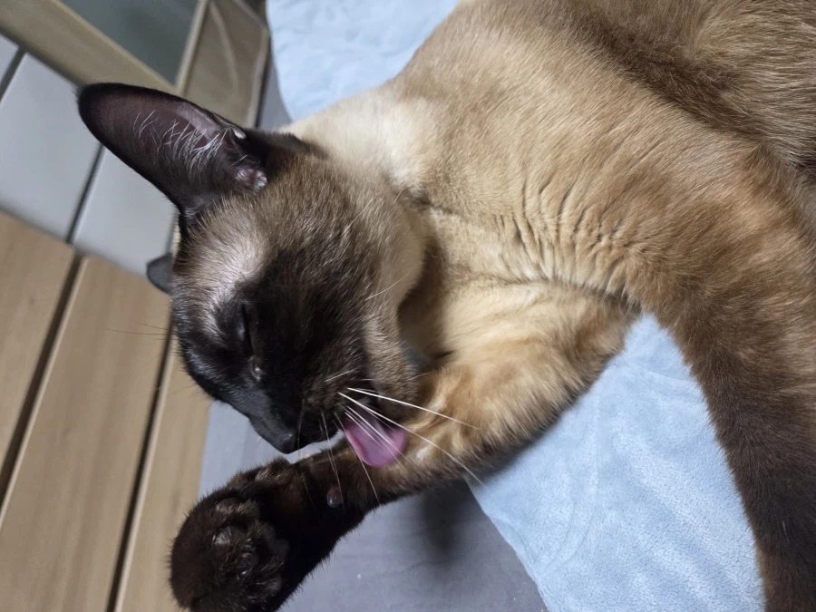 여기 고양이 혓바닥 보고 싶은 사람 있음?_9.webp