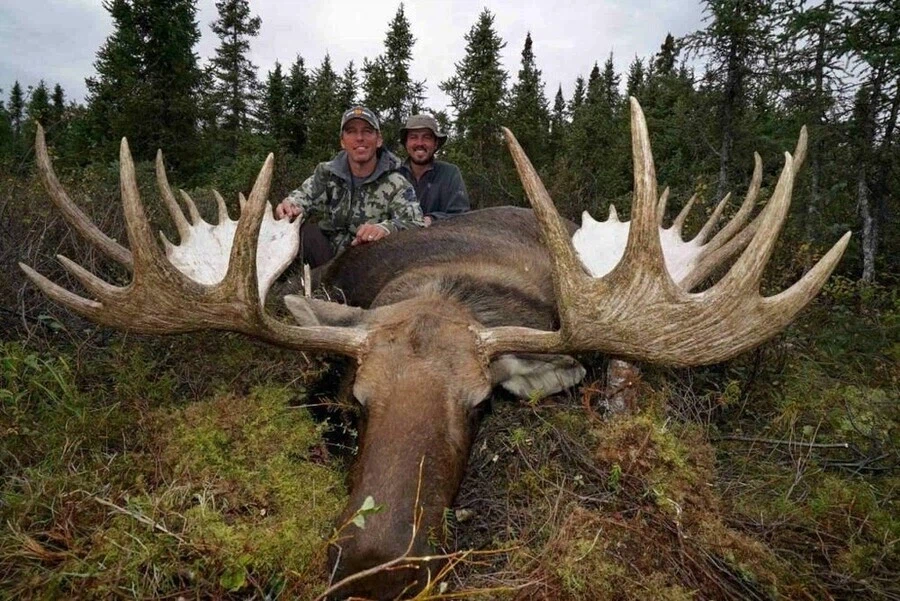 축 늘어진 큰돔, 서양 빅 사슴 가이즈_4.webp