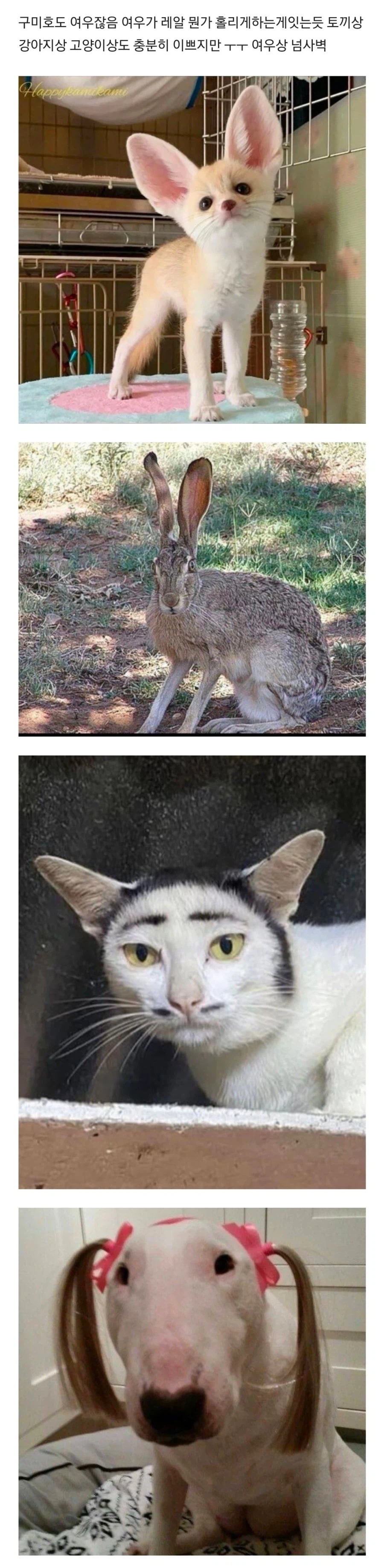 동물상중 넘사벽 여우상_1.webp