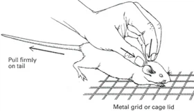 동물 안락사 방법이라는데 뭔가뭔가인 것_1.webp