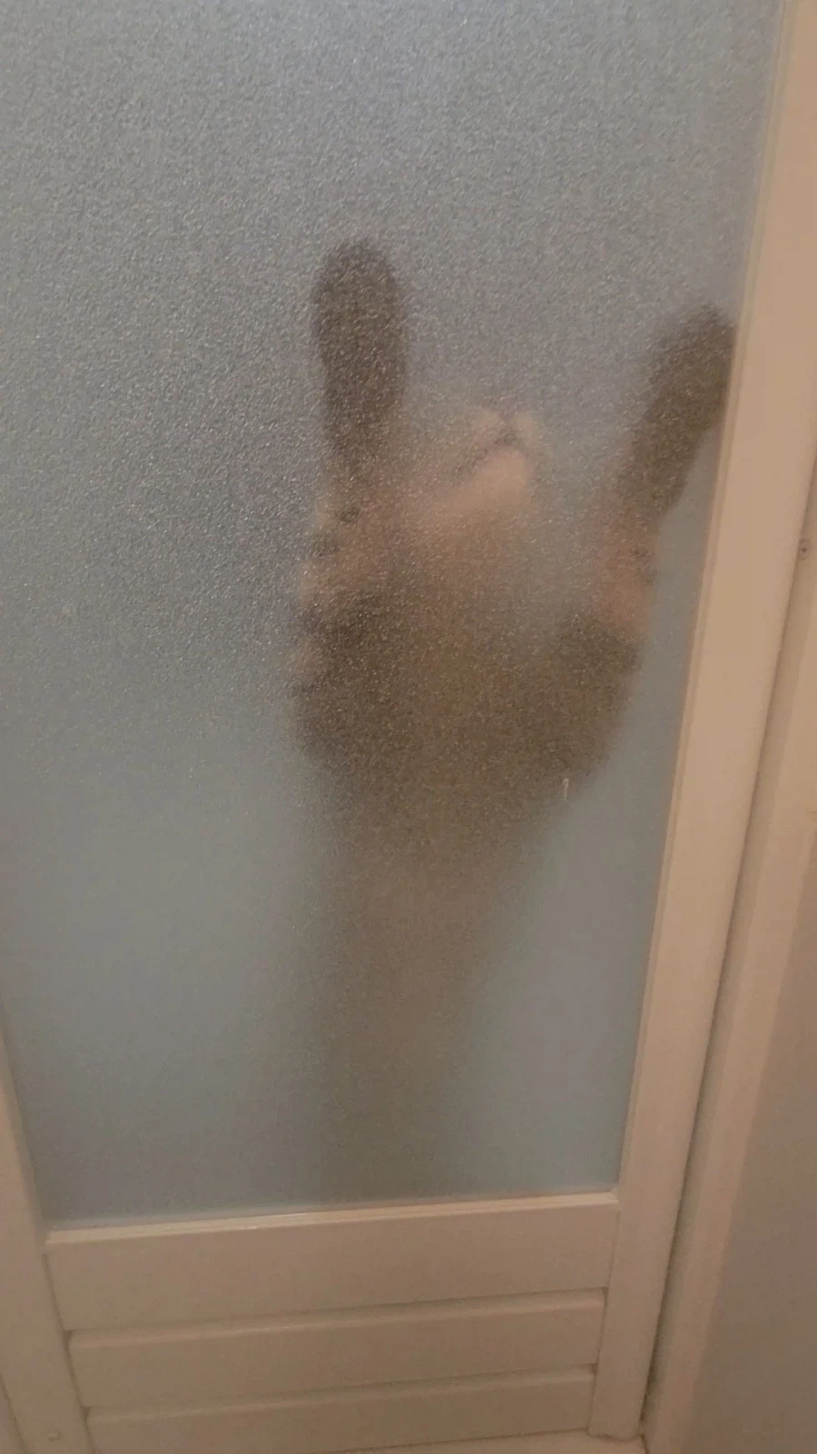 집사가 화장실에 스스로 들어간이유_2.webp