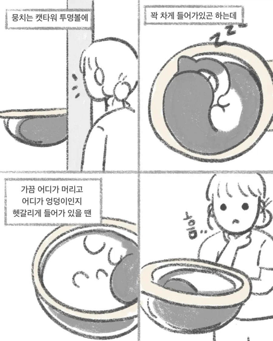 고양이 빼꼼_2.webp