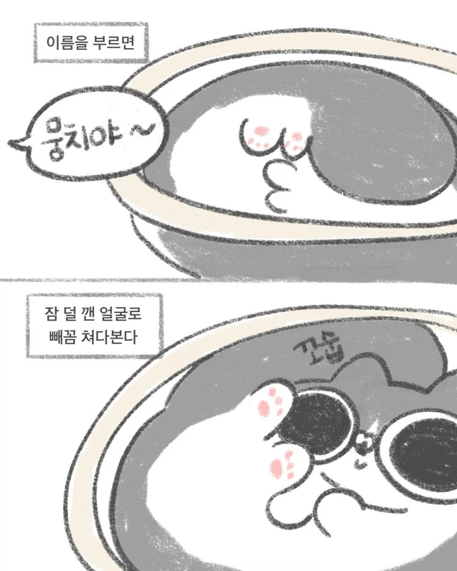 고양이 빼꼼_3.webp
