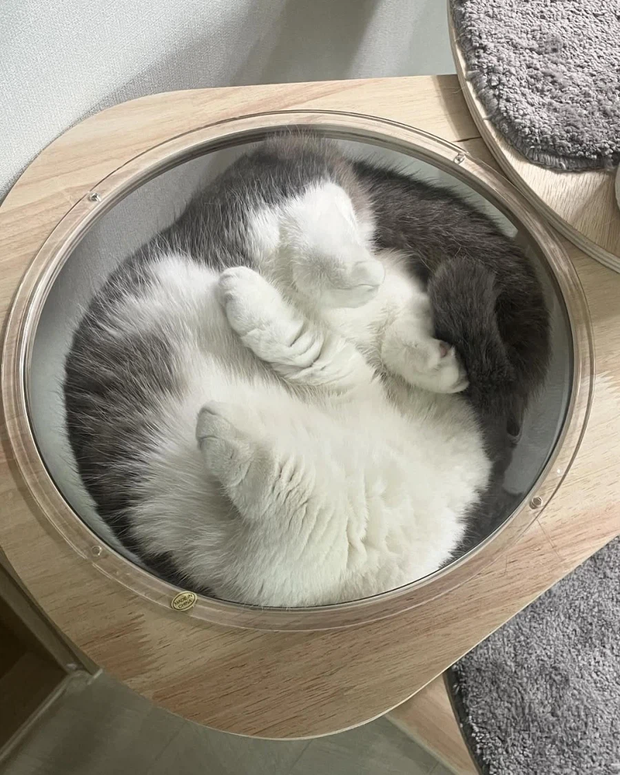 고양이 빼꼼_4.webp