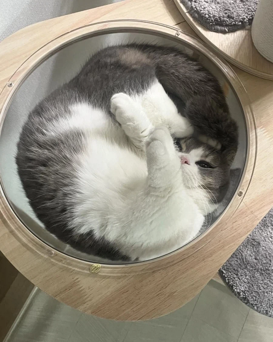 고양이 빼꼼_5.webp