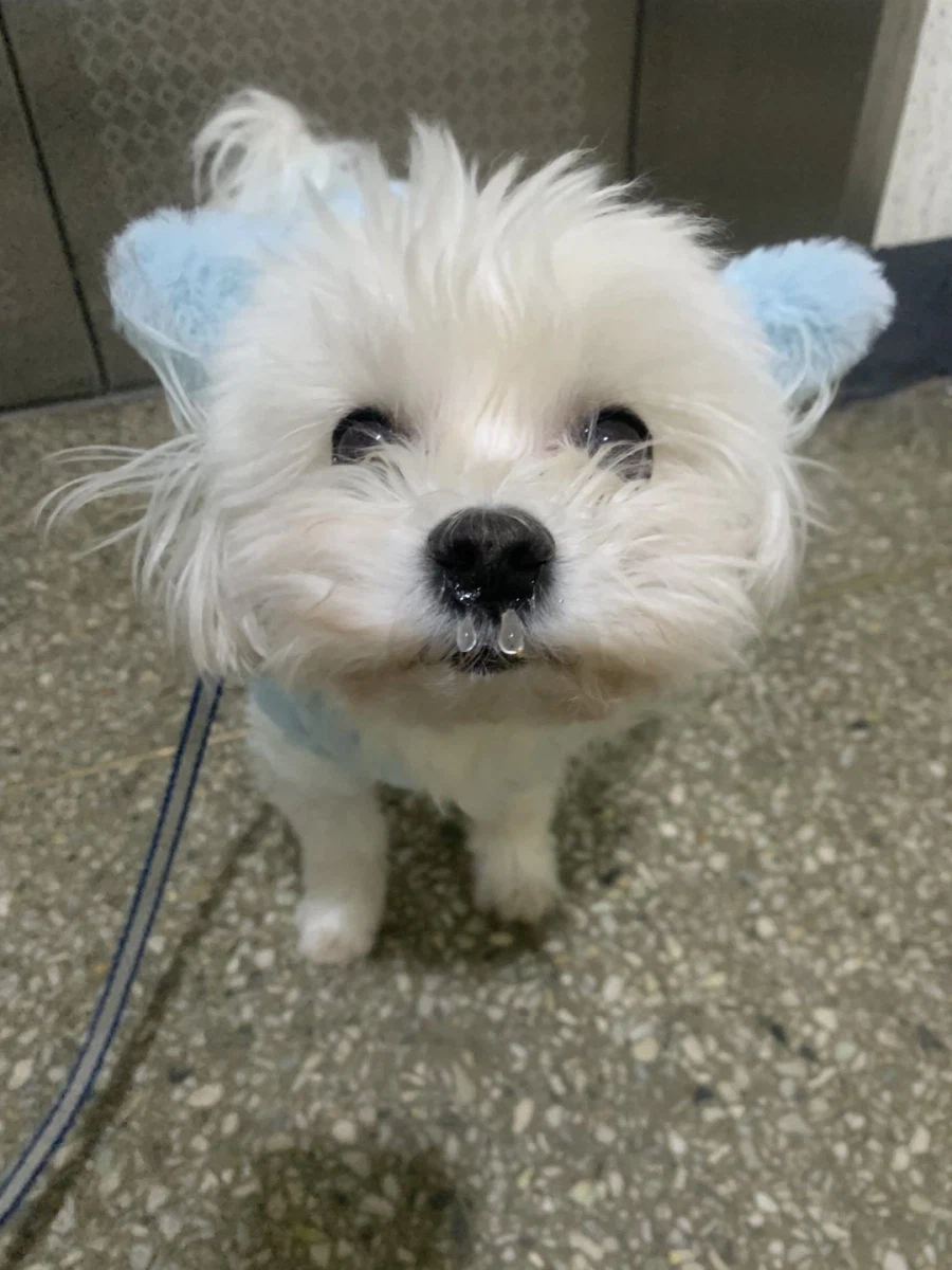 한파에 산책 나갔던 강아지 ㅋㅋㅋㅋ jpg._1.webp