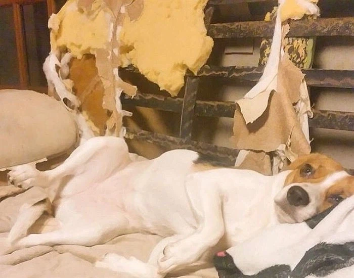 애완동물 키우면 각오해야할 것_1.webp