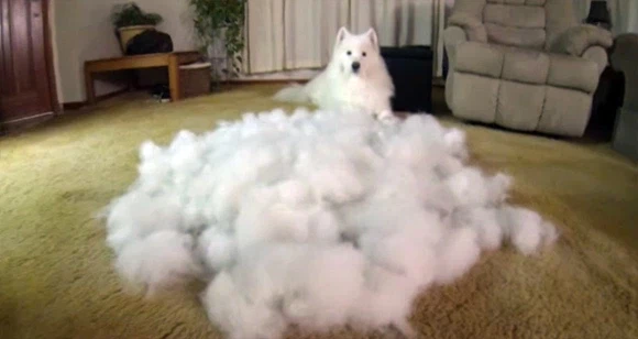 애완동물 키우면 각오해야할 것_2.webp