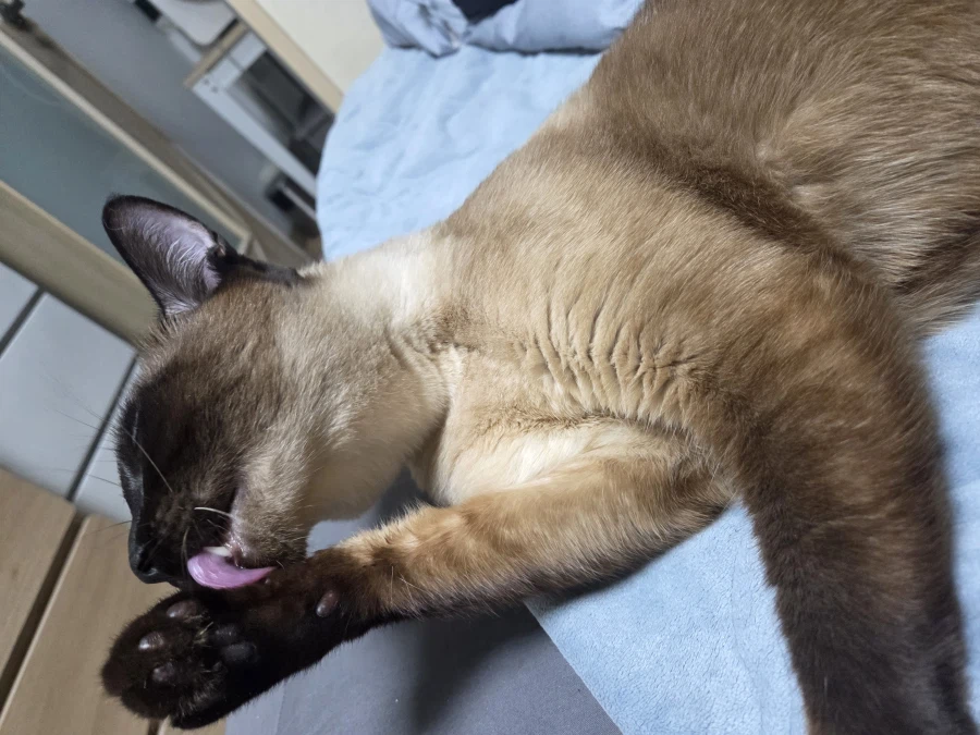 그냥 쪼코맛 젤리 핥아먹는 사진입니다_2.webp