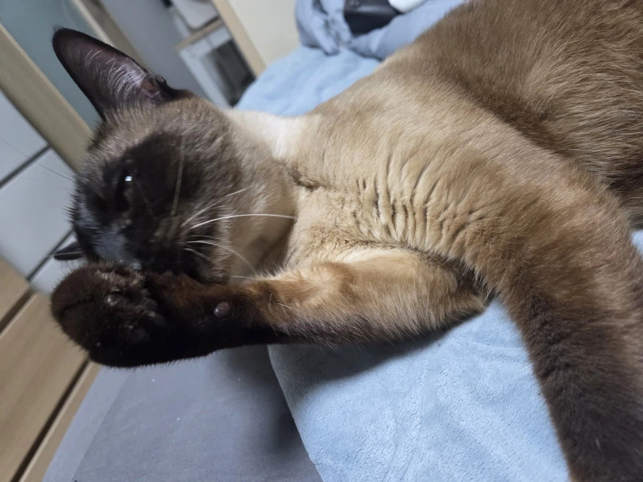 그냥 쪼코맛 젤리 핥아먹는 사진입니다_5.webp