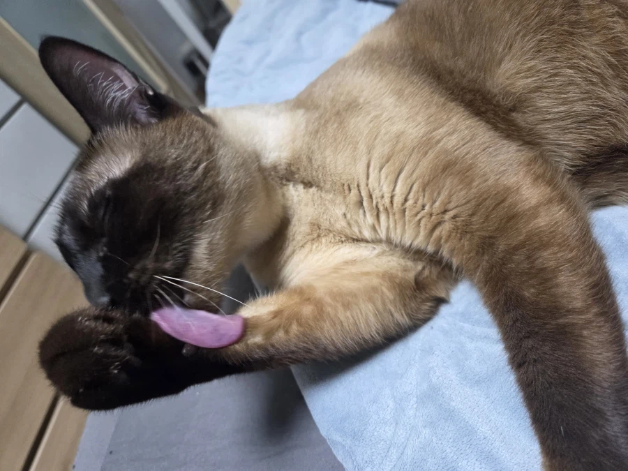 그냥 쪼코맛 젤리 핥아먹는 사진입니다_7.webp