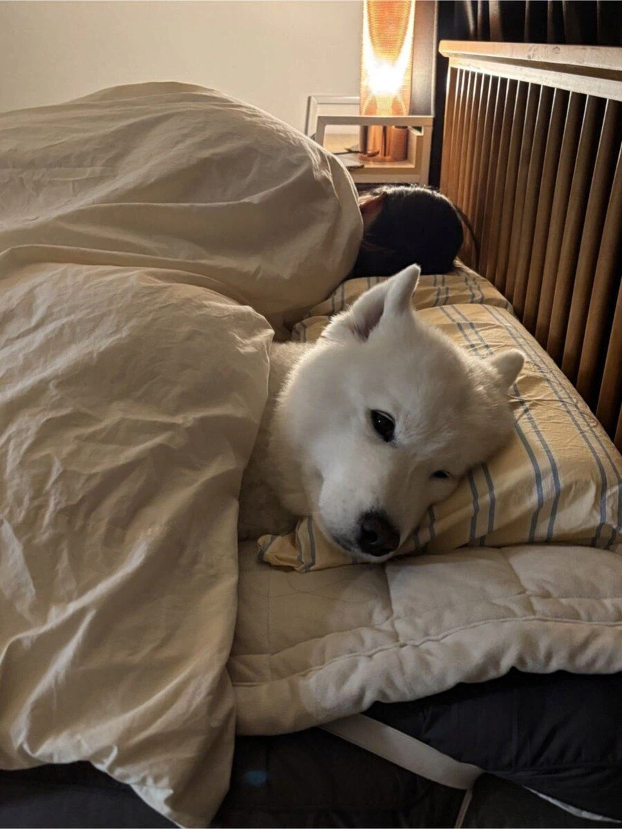 전기장판맛을 봐버린 사모예드 jpg._2.webp