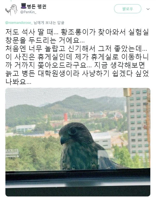 황조롱이는 약해진 사냥감을 노렸습니다_1.webp