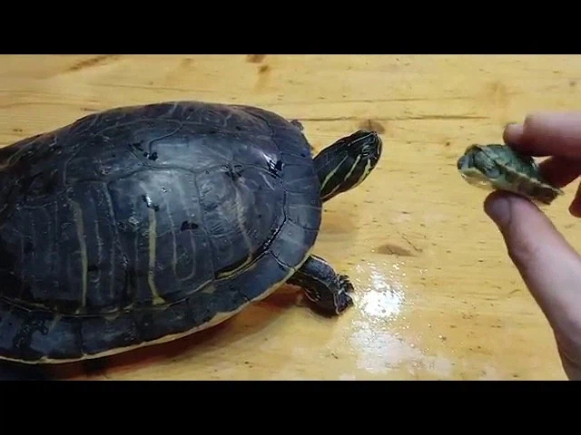 대형마트 펫샵에서 아무도 안알려주던거_1.webp