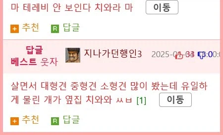 치와와에 대한 가장 큰 오해 jpg._3.webp